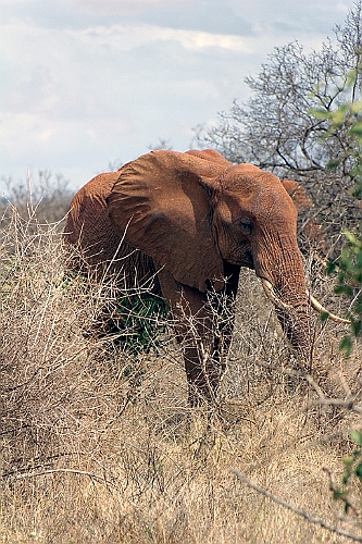 Kenia (355)